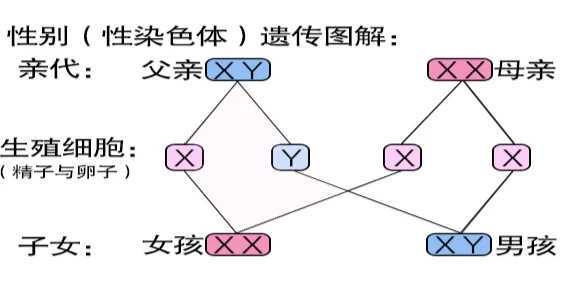 单身男性可以试管，中国台州代怀网